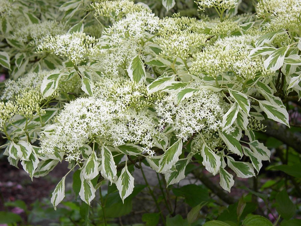 cornus-controversa-variegata.jpg