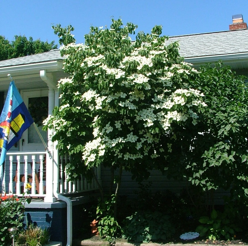 cornus Galilean flowering tree.jpg