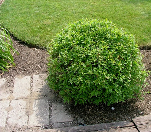 cornus Huron.jpg