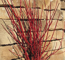 cornus_amomum_cayenne[1].jpg