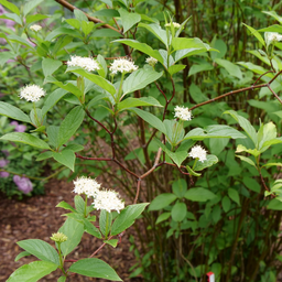 cornus arctic fire red.png