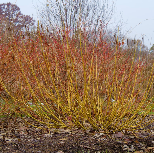 cornus arctic fire yellow.png