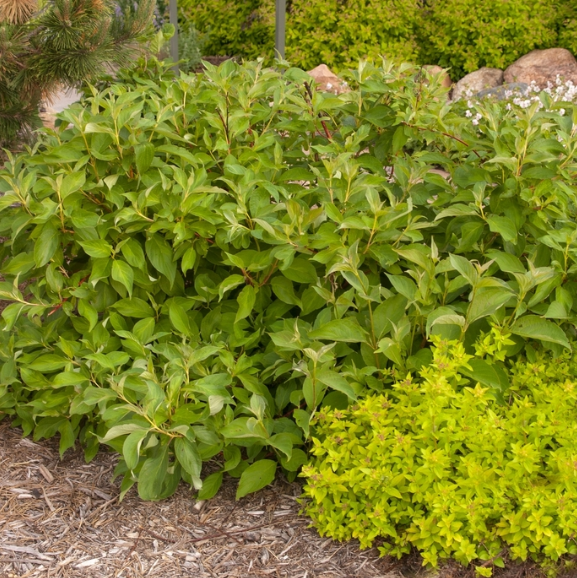 cornus baton rouge.png