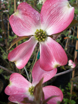 cornus cherokee brave.jpg