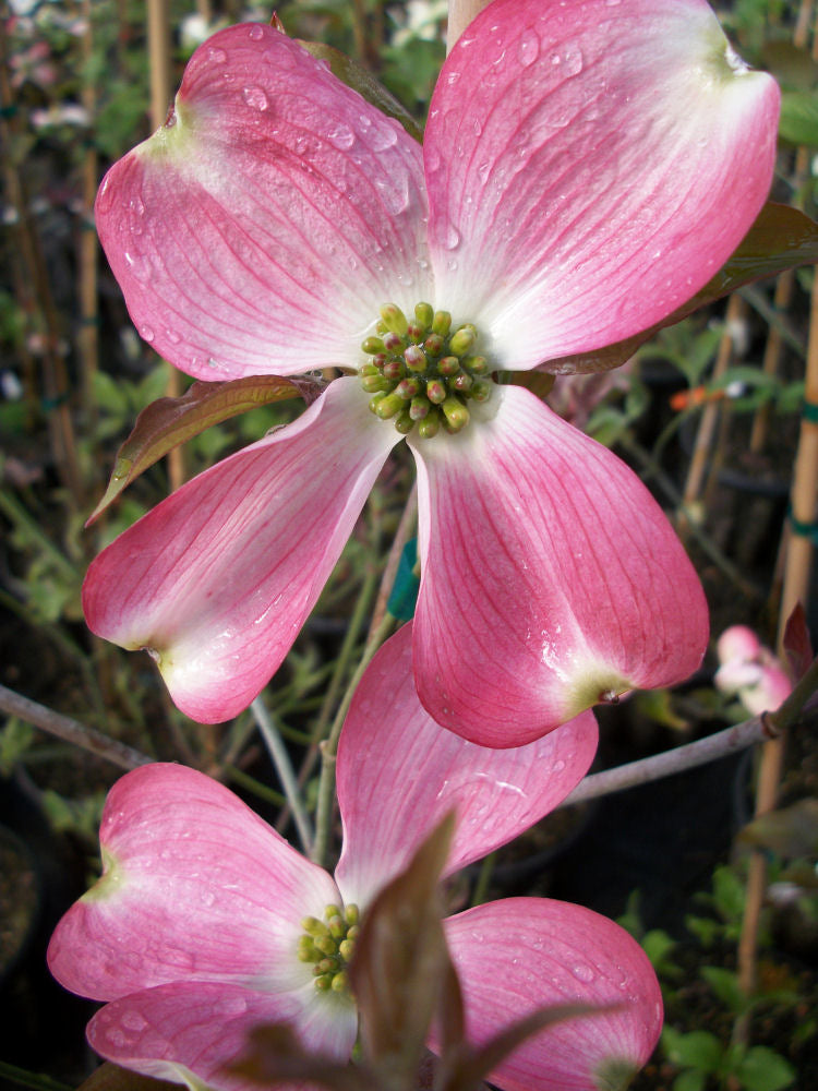 cornus cherokee brave.jpg