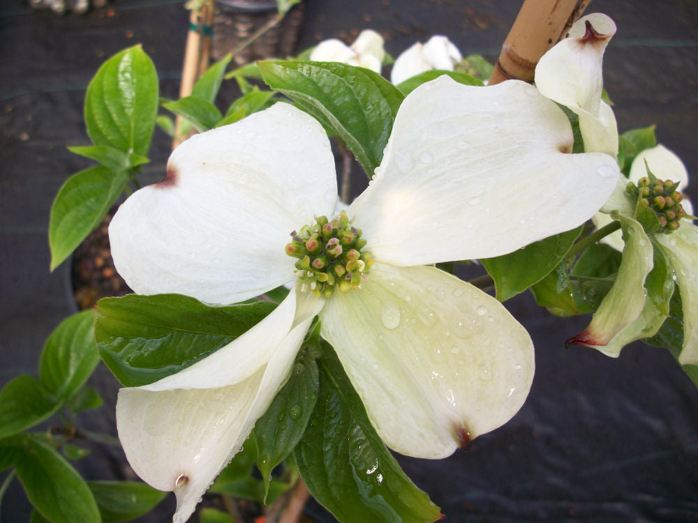 cornus cloud nine.jpg