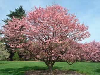cornus_f_rubra.jpg