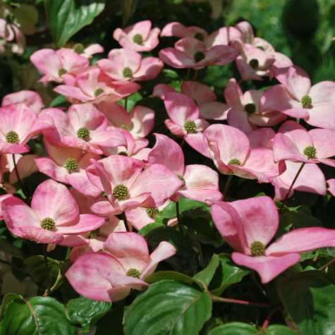 cornus_kousa_satomi.png