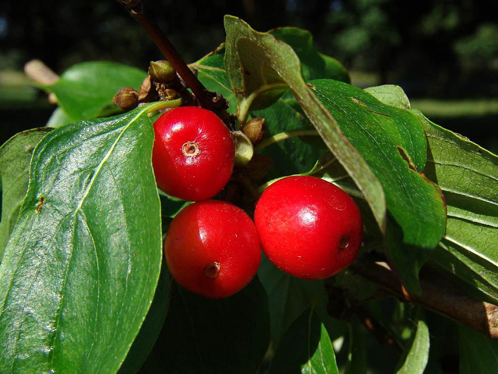 cornus_mas.jpg