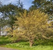 cornus mas 3.jpg