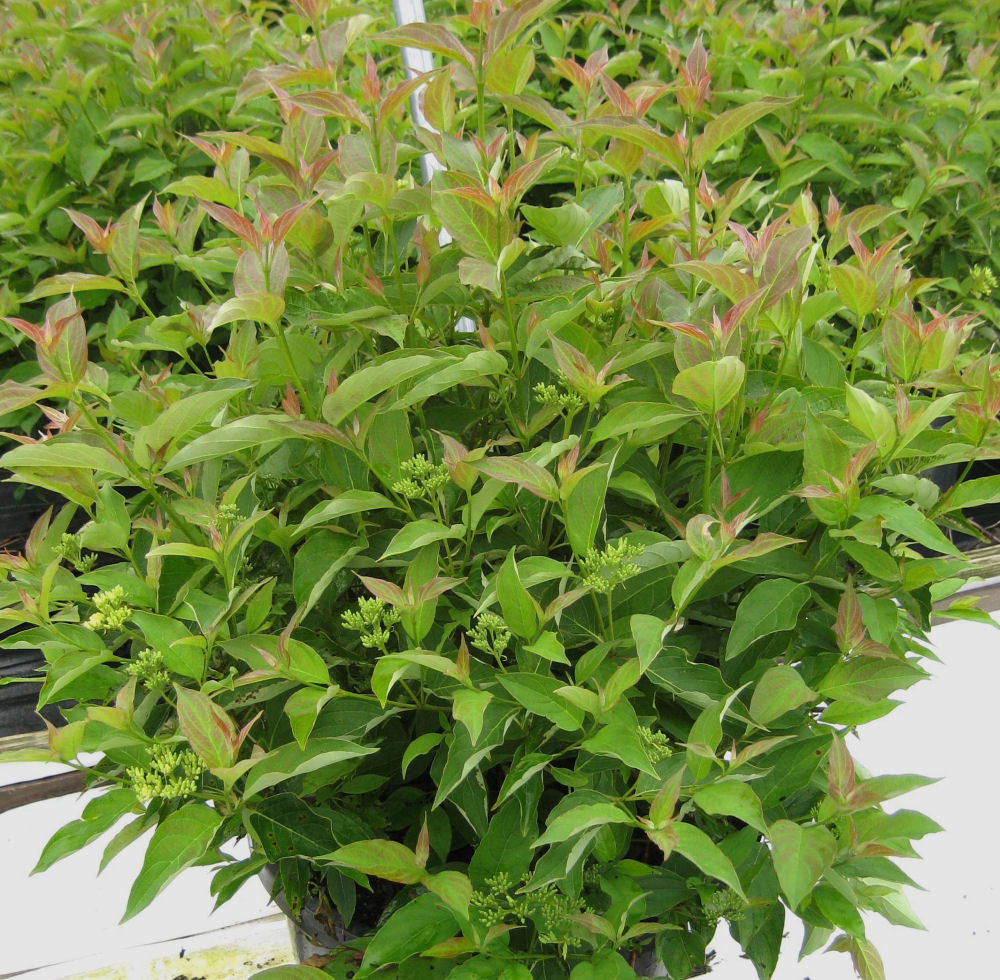 cornus muskingham.jpg