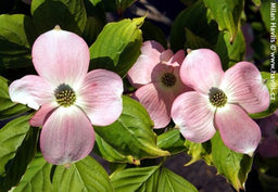 cornus_rutgan[1].jpg