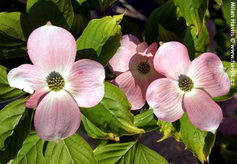 cornus_rutgan[1].jpg