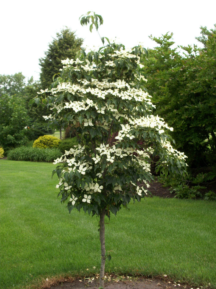 cornus snow tower.jpg