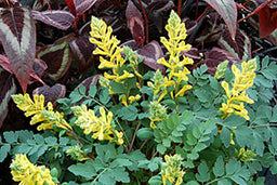 corydalis_canary_feathers.jpg