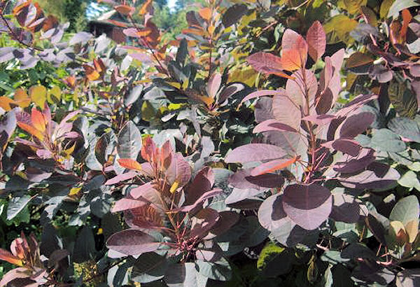 cotinus_grace.jpg