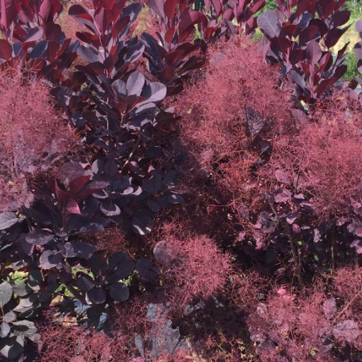 cotinus_winecraft_black.png