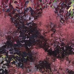 cotinus_winecraft_black.png