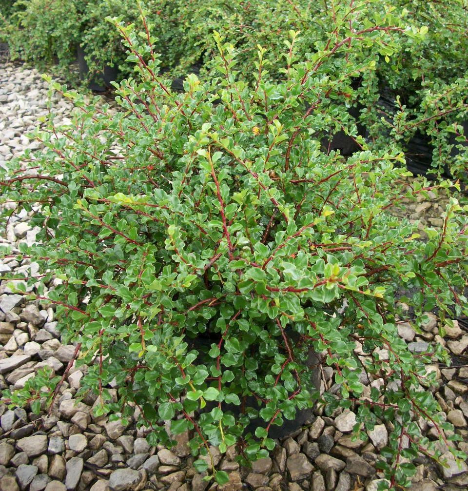 cotoneaster apiculata.jpg