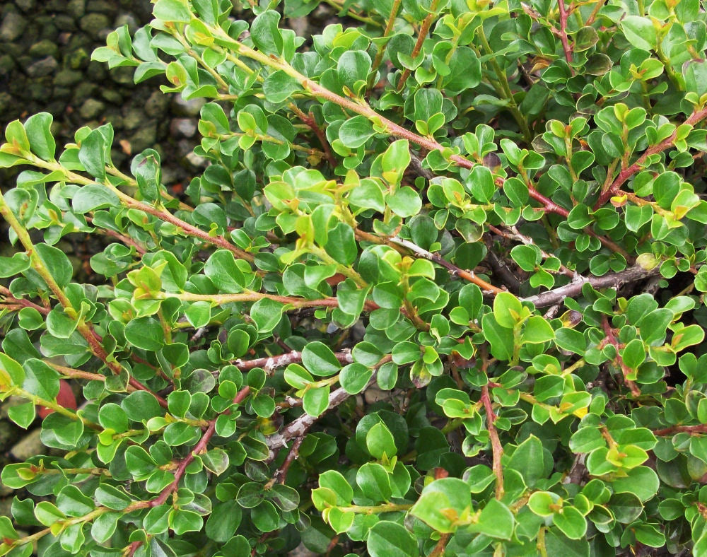 cotoneaster hessei foliage.jpg