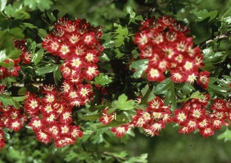crataegus_crimson_cloud[1].jpg