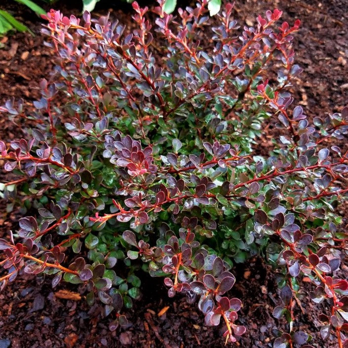 crimson_cutie_barberry_.jpg