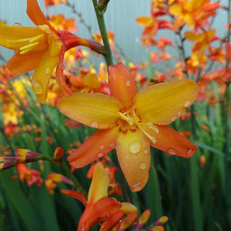 crocosmia_orange_pekoe[1].jpg