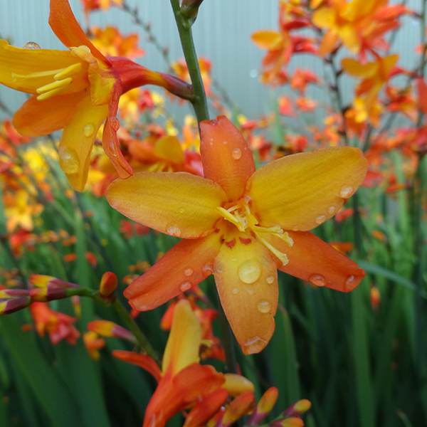 crocosmia_orange_pekoe[1].jpg