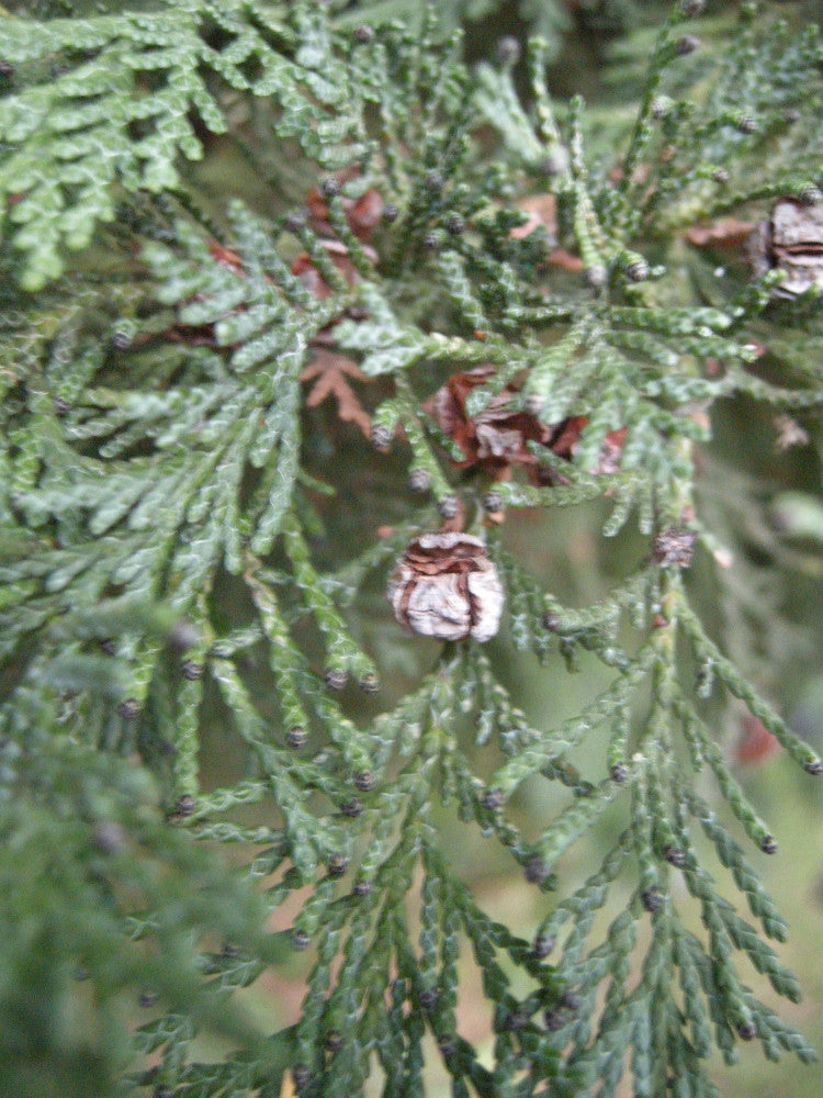 cupressocyparis_leylandii.jpg
