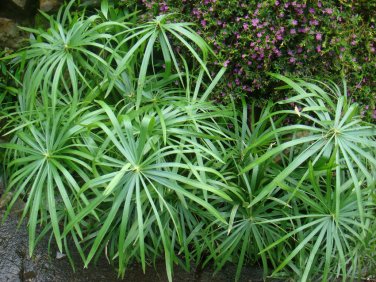 cyperus_alt_umbrella_sedge[1].jpg