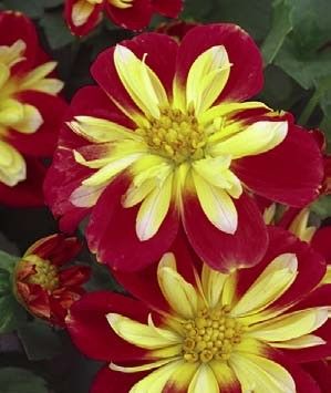 dahlia%20starsister%20scarlet%20n%20yellow[1].jpg