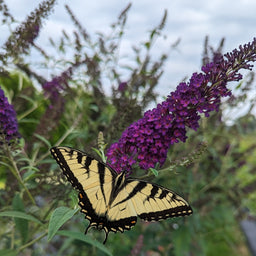 darkest-night-butterfly-bush-1-ccpw.jpg