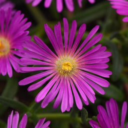 delosperma_oceansunset_CCBall.jpg