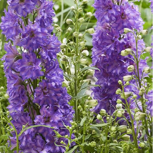 delphinium breezin.png
