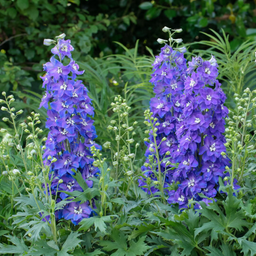 delphinium glitzy.png