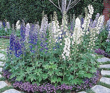 delphinium_guardian_mix[1].jpg