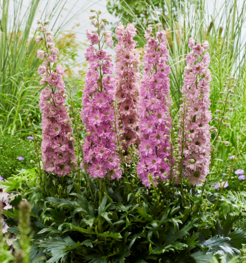 delphinium juliette.png