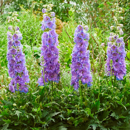 delphinium_shelby.png