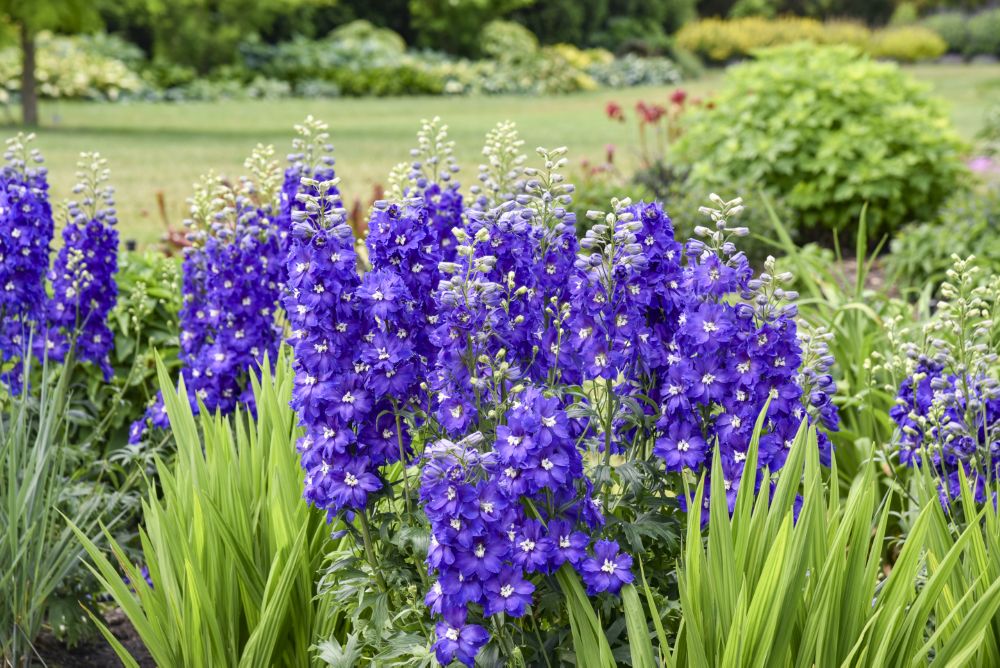 delphinium_violets_are_blue_apj26_1-ccwg.jpg