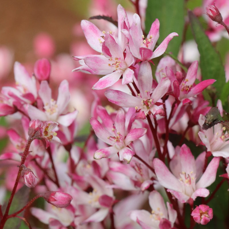deutzia-yuki-cherry-blossom-2-1-ccsmn.jpg
