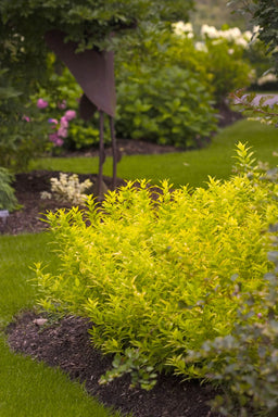 deutzia chardonnay pearls landscape.JPG