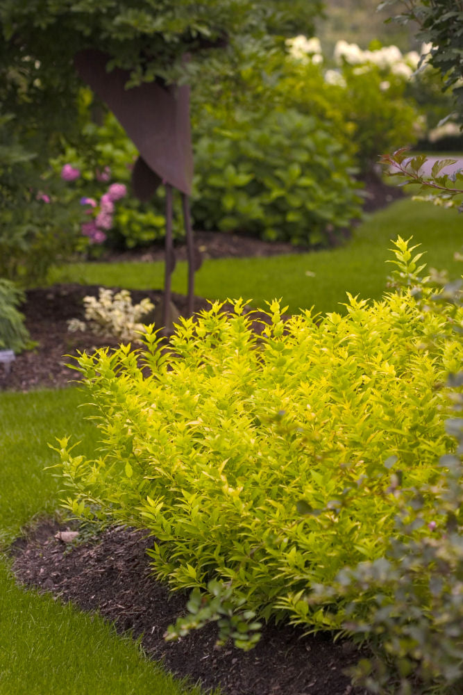 deutzia chardonnay pearls landscape.JPG