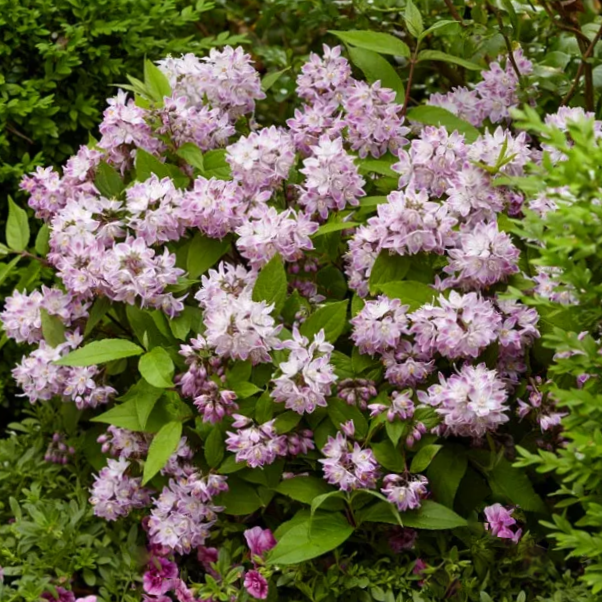 deutzia raspberry sundae.png