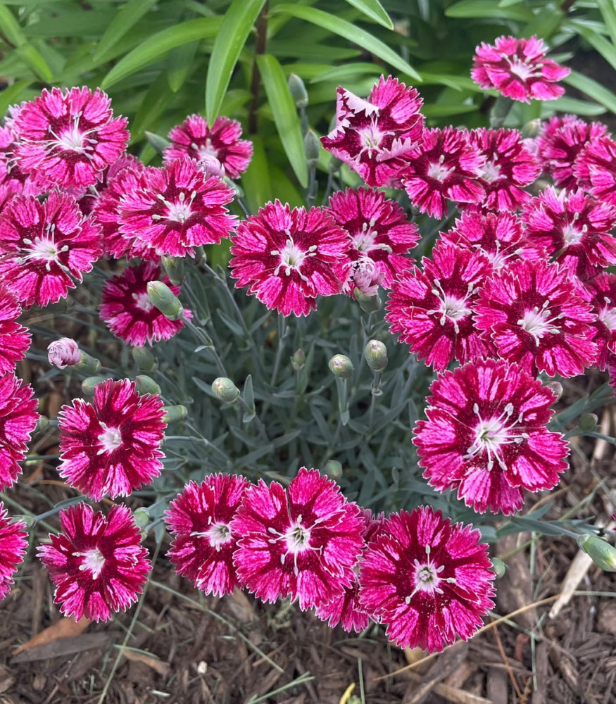 dianthus-everbloom-raspberry-jam-closeup-cc.png