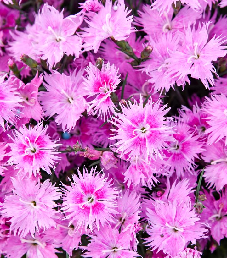 dianthus frill factor aftershock-ccwg.jpg