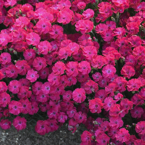 dianthus_paint_the_town_red_.jpg