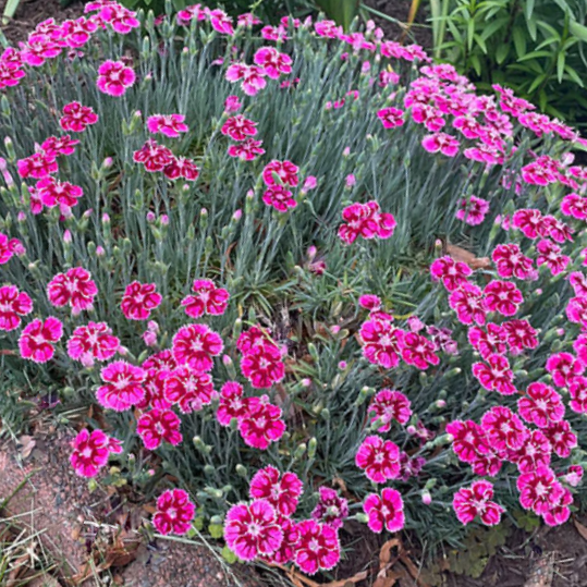 dianthus plum glory.png