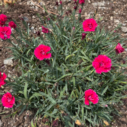 dianthus red delicious.png