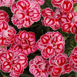 dianthus_starburst[1].jpg