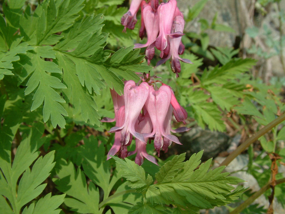 dicentra_eximia.jpg